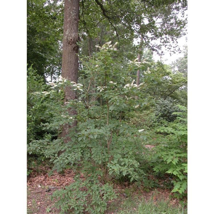 Clethra barbinervis - Japanese pepperbush