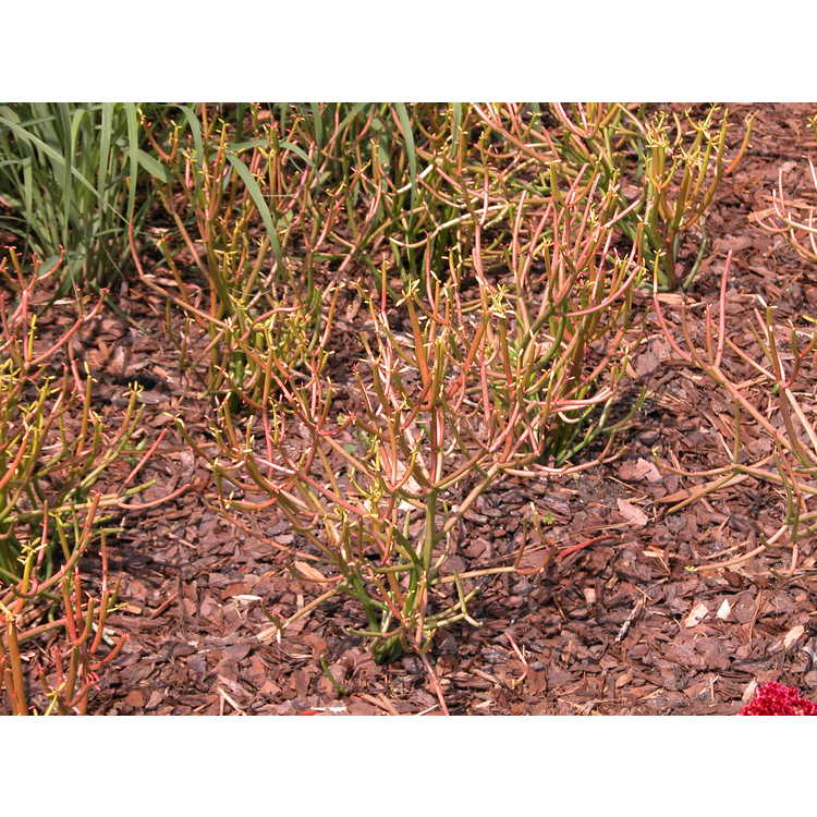 Euphorbia-tirucalli-Sticks-on-Fire-001-NBG-7-05JPG.JPG