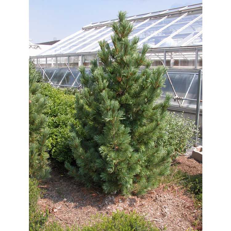 Pinus-cembra-001-VT-7-05.JPG