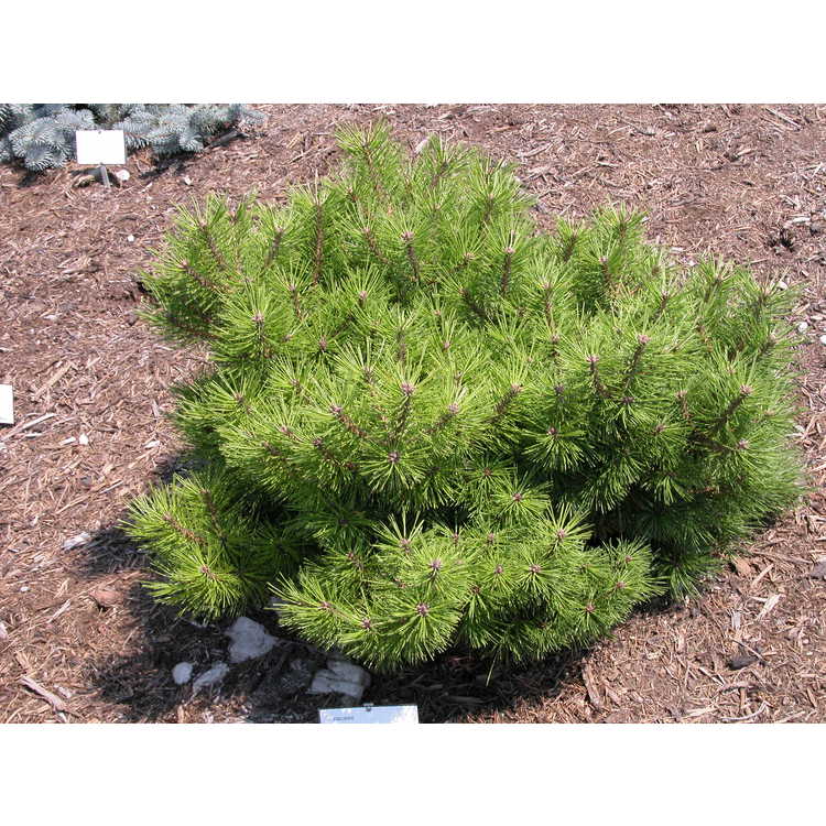 Pinus-rigida-Sherman-Eddy-001-VT-7-05.JPG