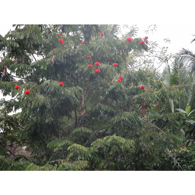 Brownia-grandiceps-001-main-medicine-in-Amazon-Rio-San-Miguel-8-21-05.JPG