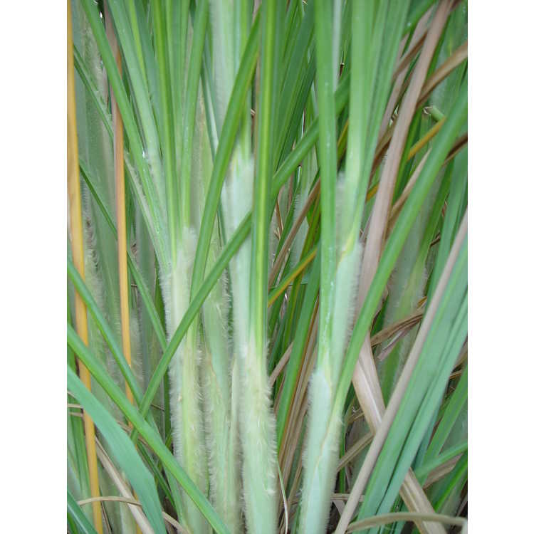 hardy sugarcane