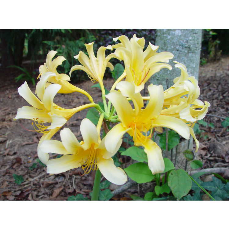 Lycoris chinensis - golden surprise-lily