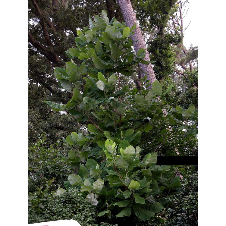 Magnolia tripetala - umbrella magnolia