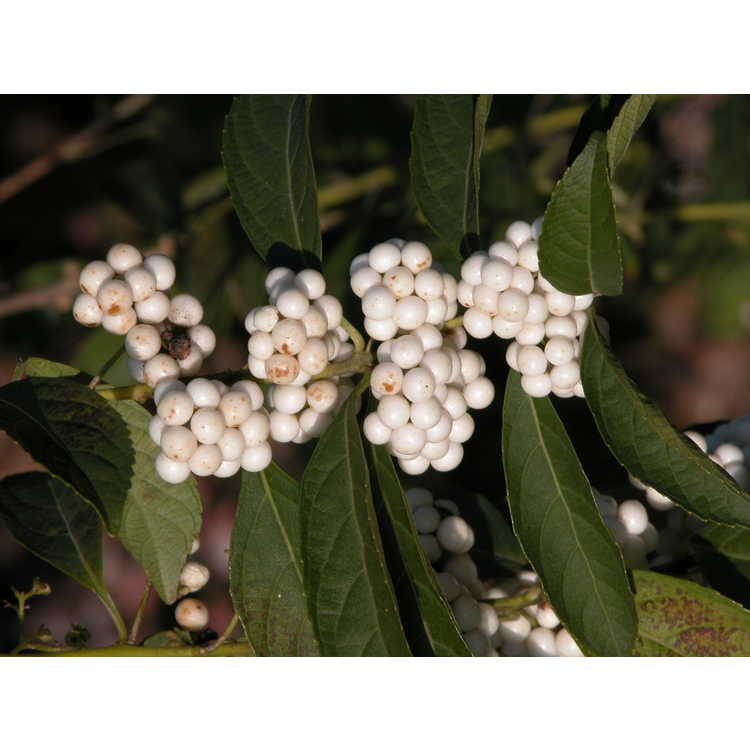 white Japanese beautyberry