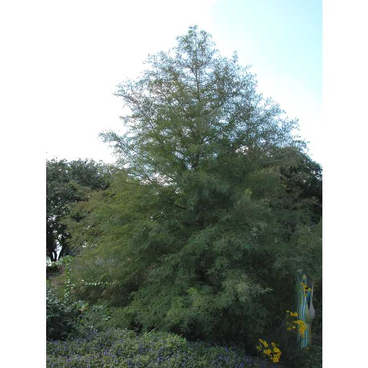 Montezuma cypress