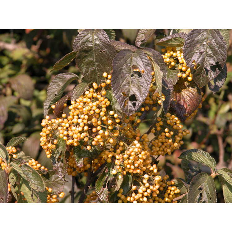 Viburnum dilatatum 'Michael Dodge' - yellow-berry linden viburnum