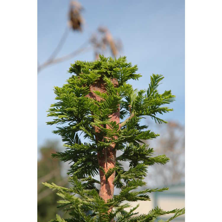 Taxodium distichum 'Peve Minaret' - bald cypress