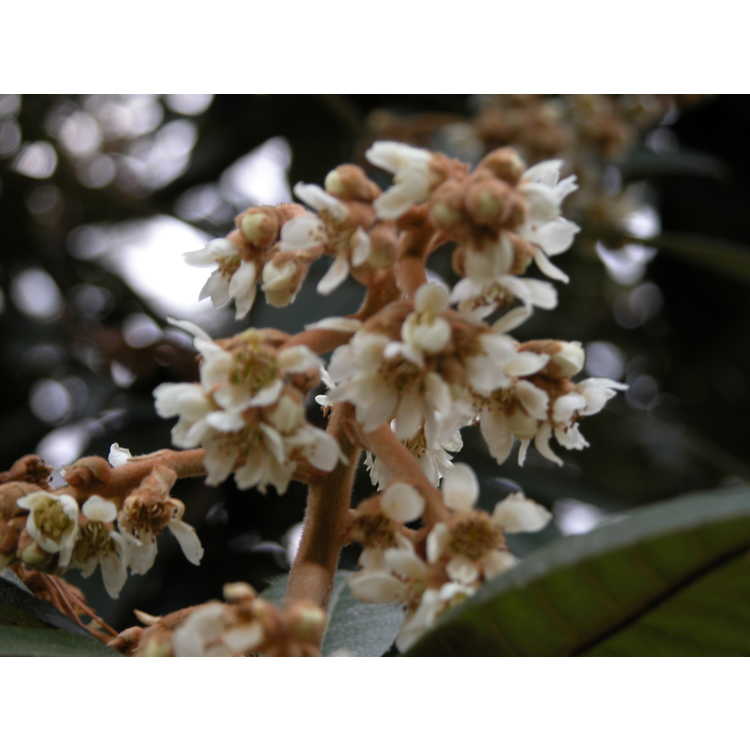 Eriobotrya japonica - loquat