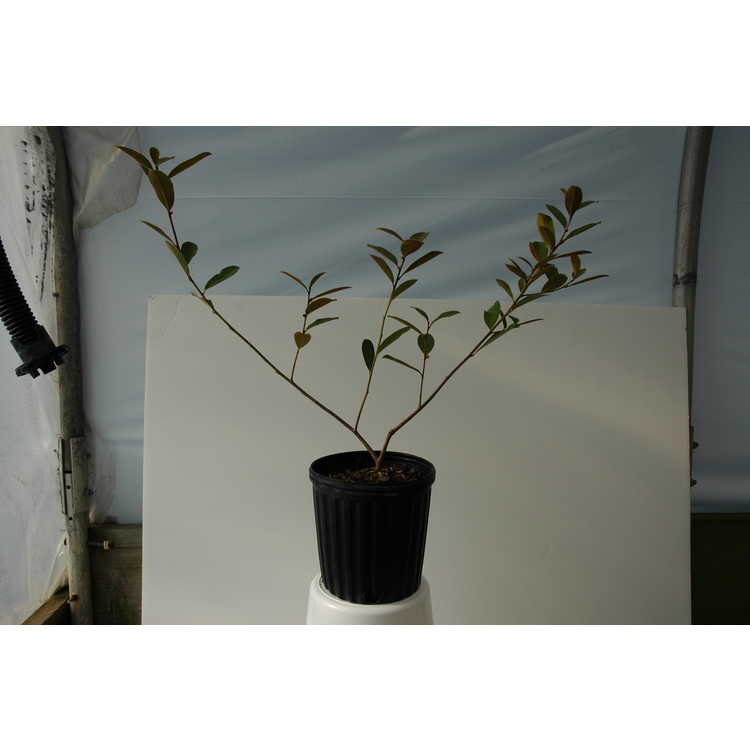 <em>Magnolia laevifolia</em>