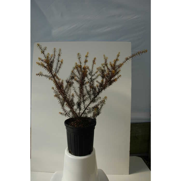 Podocarpus acutifolius - needle-leaved totara