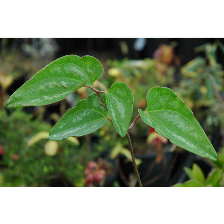 Clematis crassifolia - evergreen clematis