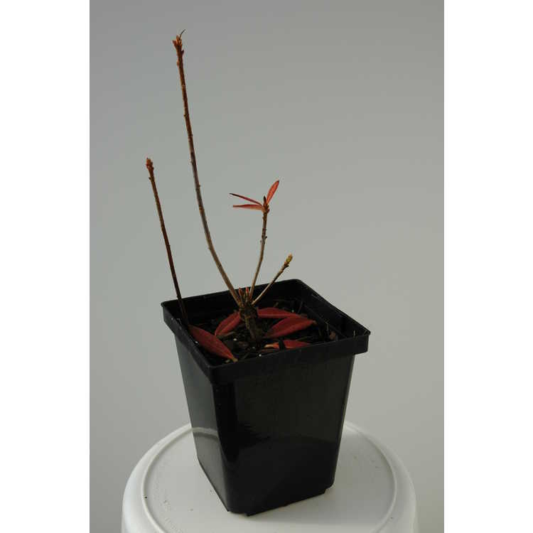hybrid azalea