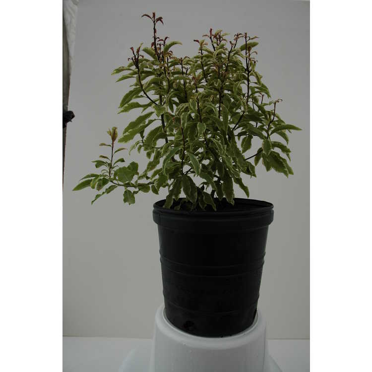 Pittosporum eugenioides 'Variegated' - variegated tarata lemonwood