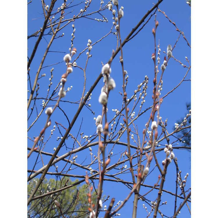 Salix chaenomeloides - giant pussywillow