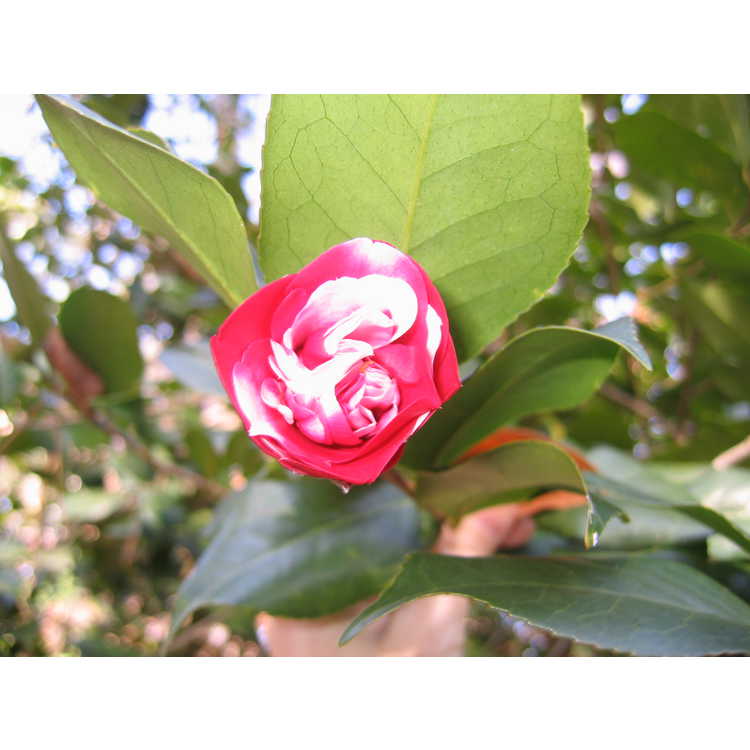 <em>Camellia japonica</em> 'Governor Mouton'