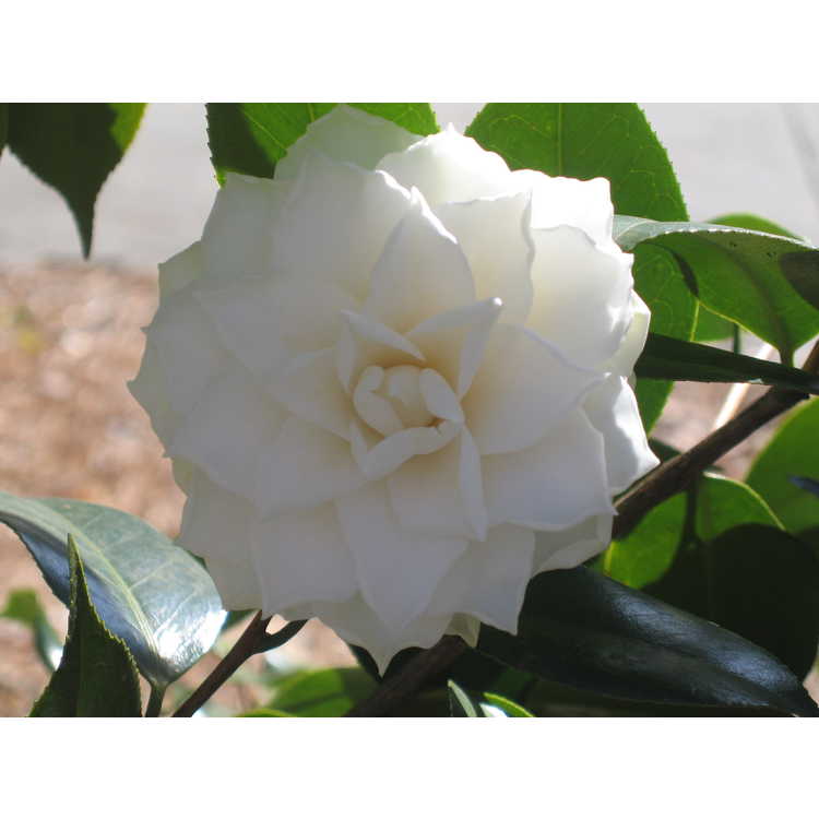 <em>Camellia japonica</em> 'Lois Coker'
