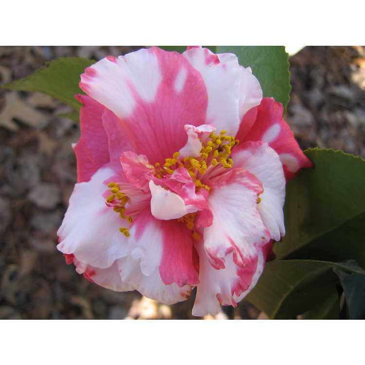 <em>Camellia japonica</em> 'Daikagura'