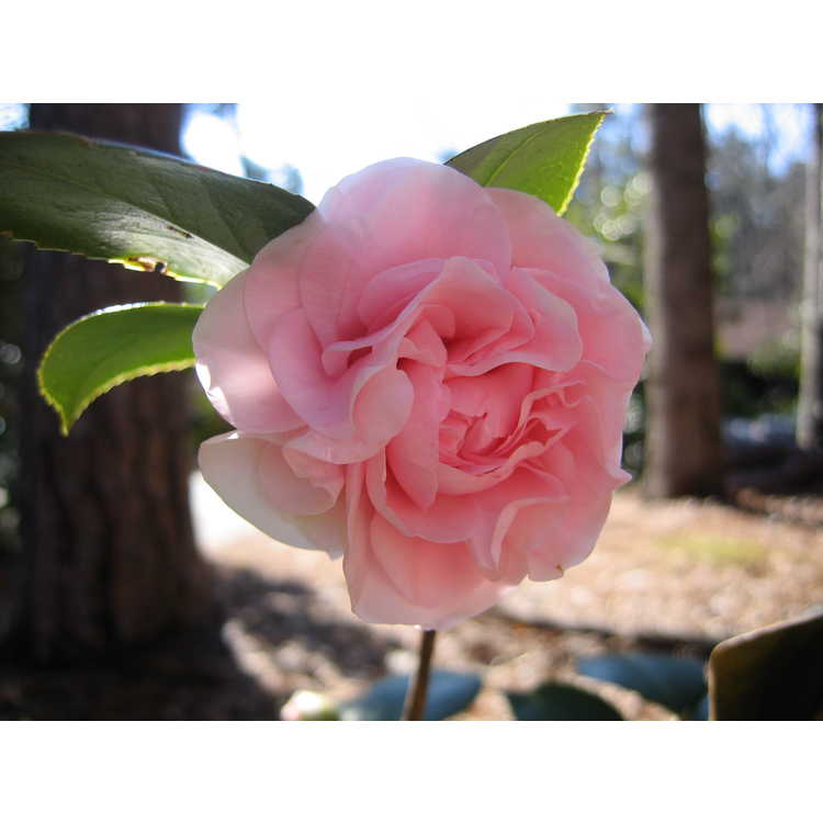 <em>Camellia japonica</em> 'Debutante'