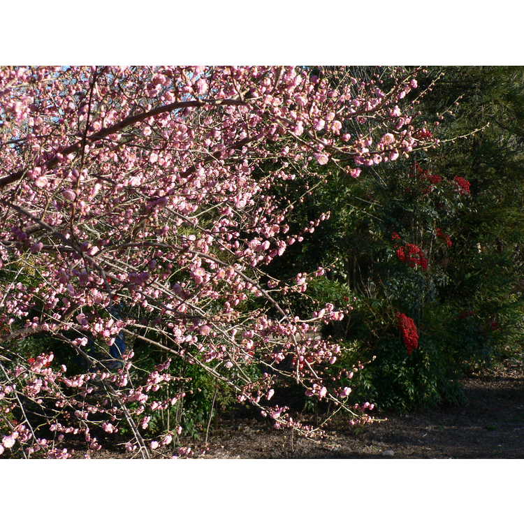 Prunus mume 'Bonita'