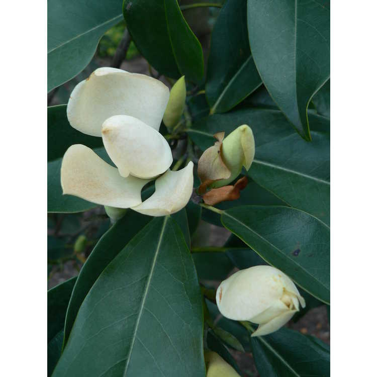 Magnolia maudiae - smiling forest michelia