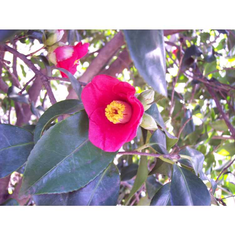 Camellia japonica (Korean germplasm) - Japanese camellia