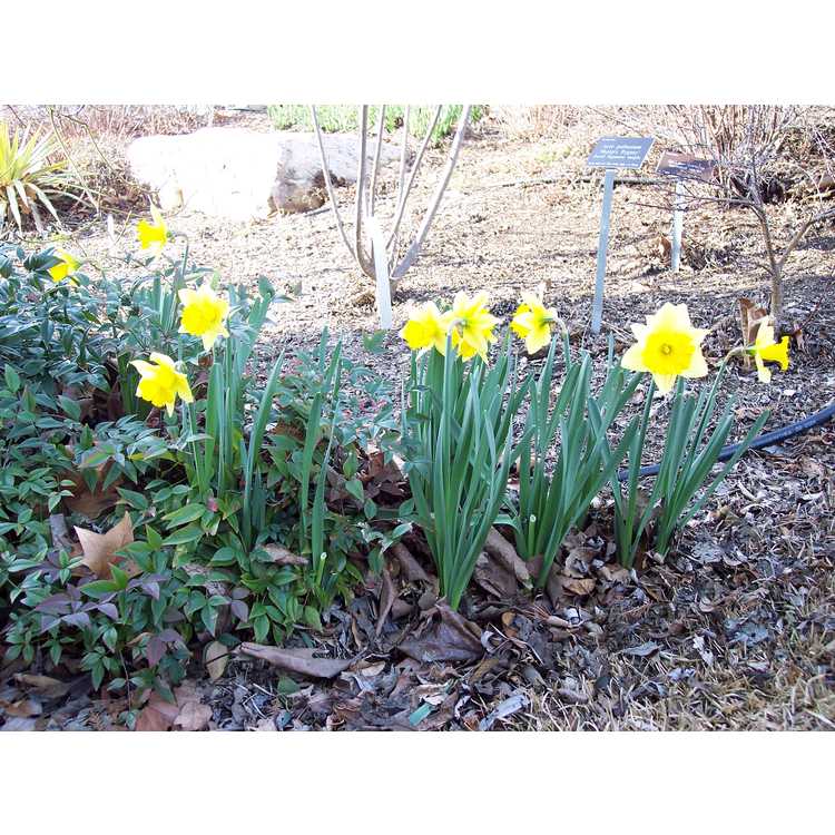 Narcissus 'Rijnveld's Early Sensation' - trumpet daffodil