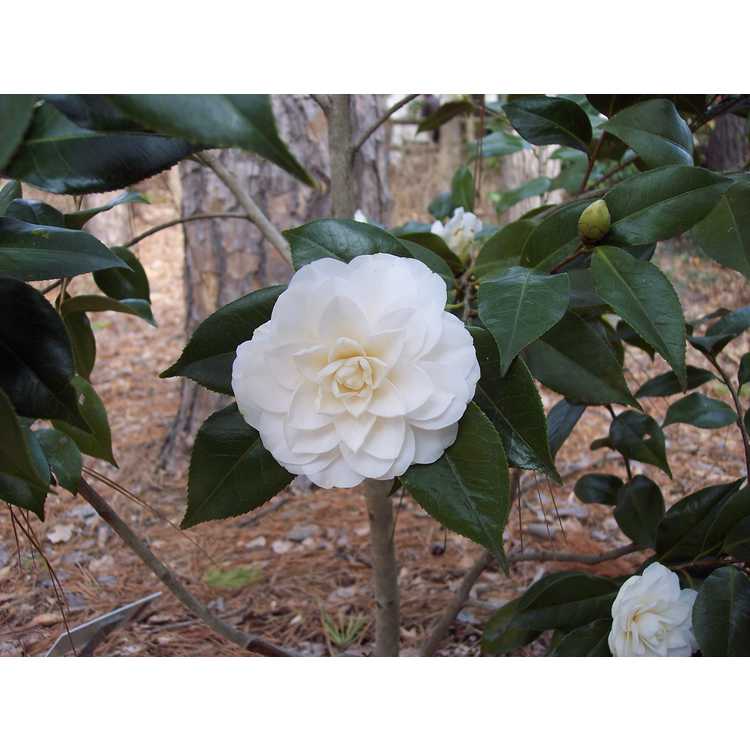 <em>Camellia japonica</em> 'Lois Coker'