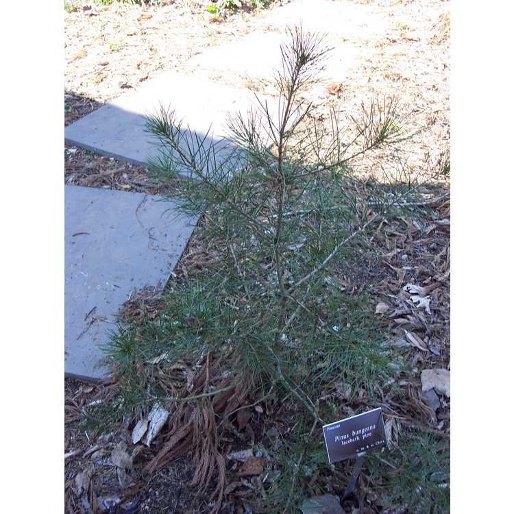 Pinus bungeana - lacebark pine