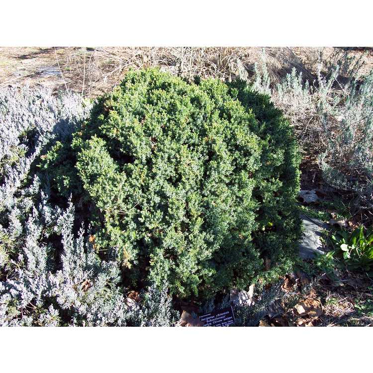 Juniperus chinensis 'Echiniformis'