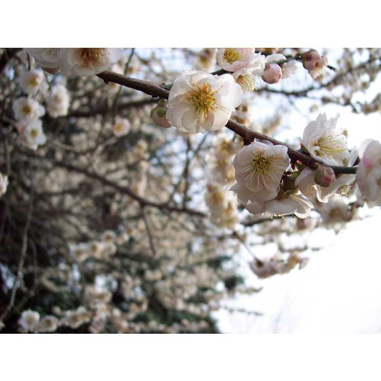 Prunus mume 'Rosemary Clarke' - Japanese flowering apricot