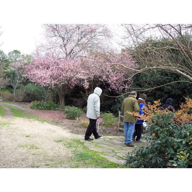 Prunus mume - Japanese flowering apricot