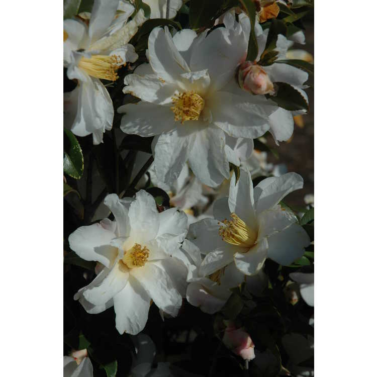 Camellia vernalis Ginryu