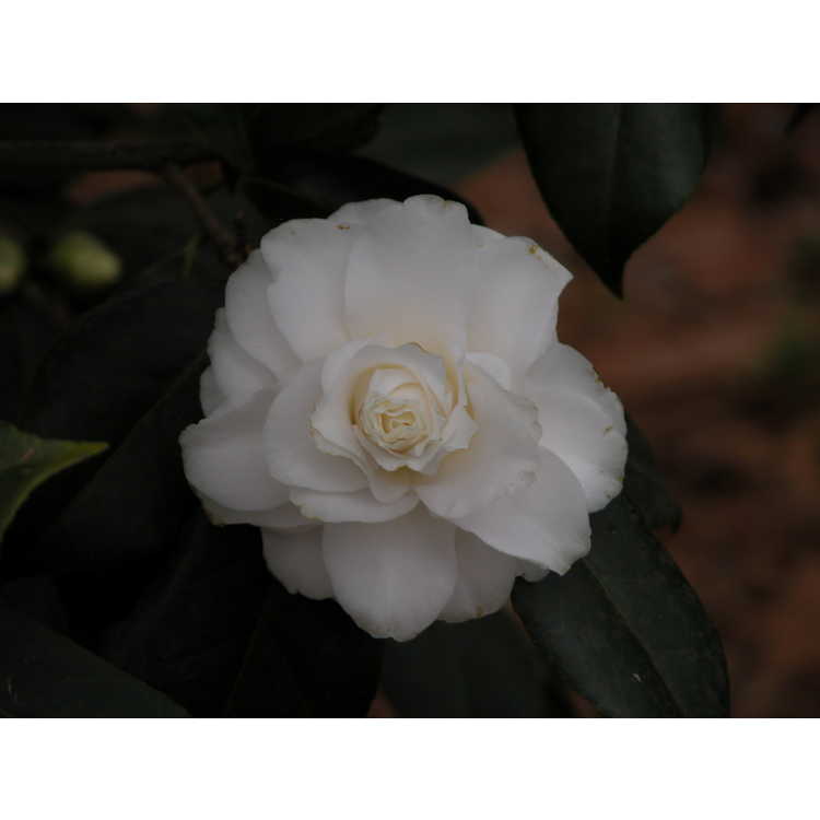 <em>Camellia japonica</em> 'Kagiri'