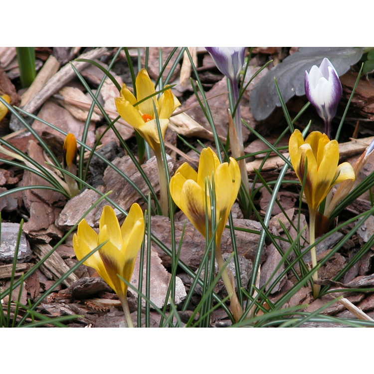 Crocus chrysanthus 'Goldilocks' - spring crocus