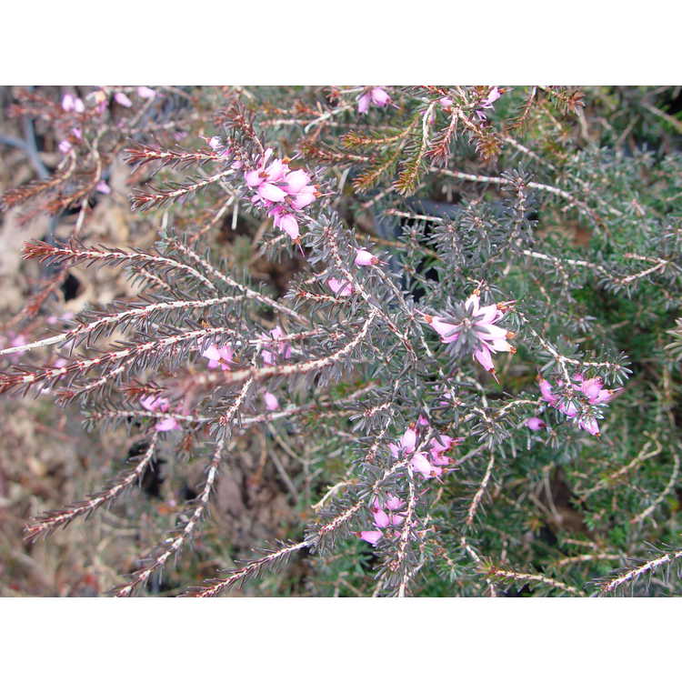 Erica ×darleyensis 'Furzey' - Darley heath