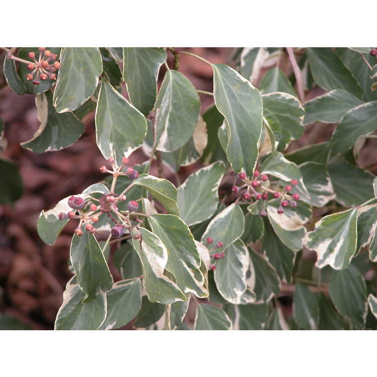 Hedera rhombea 'Creme de Menthe' - variegated adult Japanese ivy