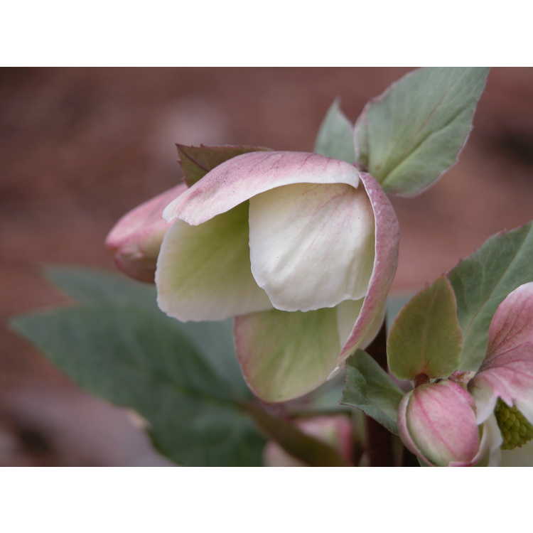 Ivory Prince hybrid Lenten rose