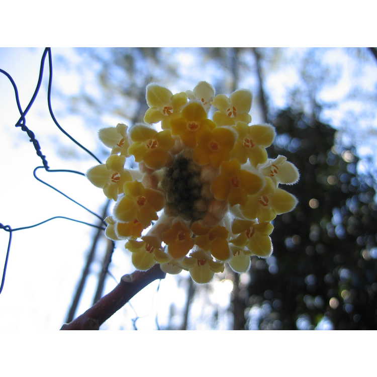 Edgeworthia chrysantha - golden paperbush
