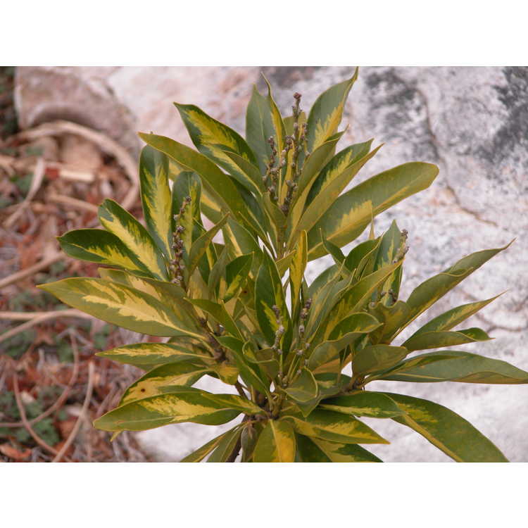 Lithocarpus edulis 'Starburst' - variegated Japanese tan-bark oak