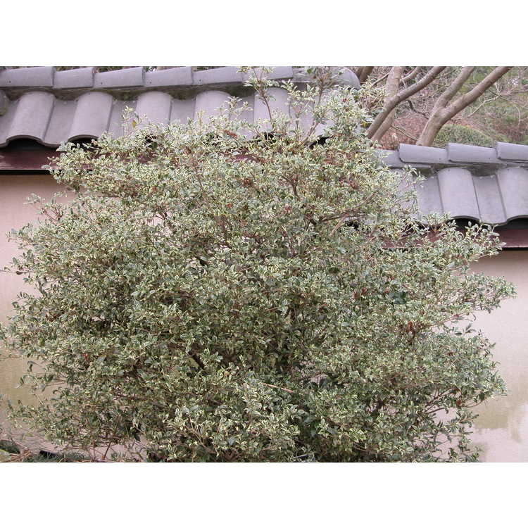 Osmanthus heterophyllus 'Kembu' - variegated holly tea-olive