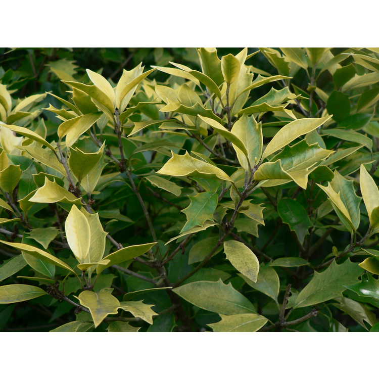 Osmanthus heterophyllus 'Ogon' - golden holly tea-olive