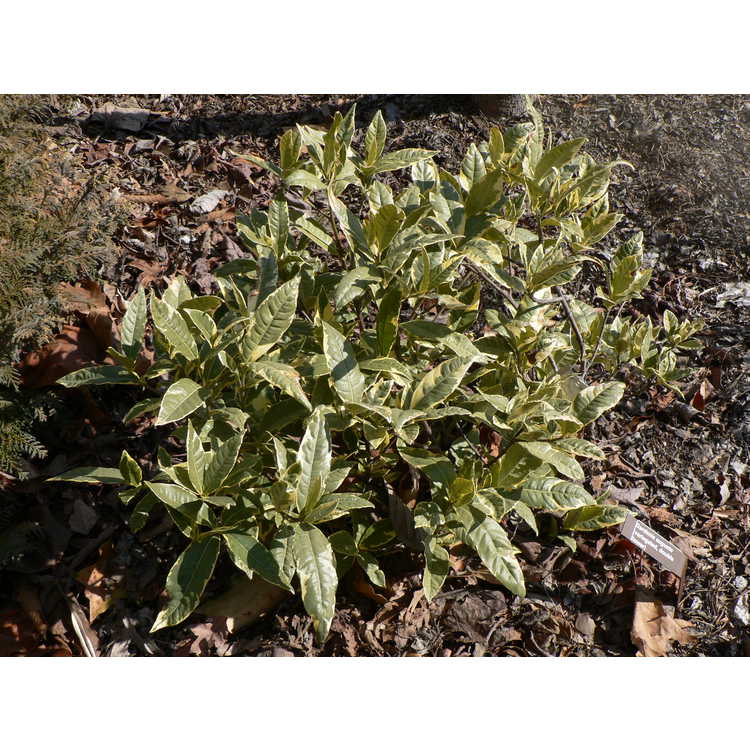 Gardenia jasminoides (variegated, double flower)