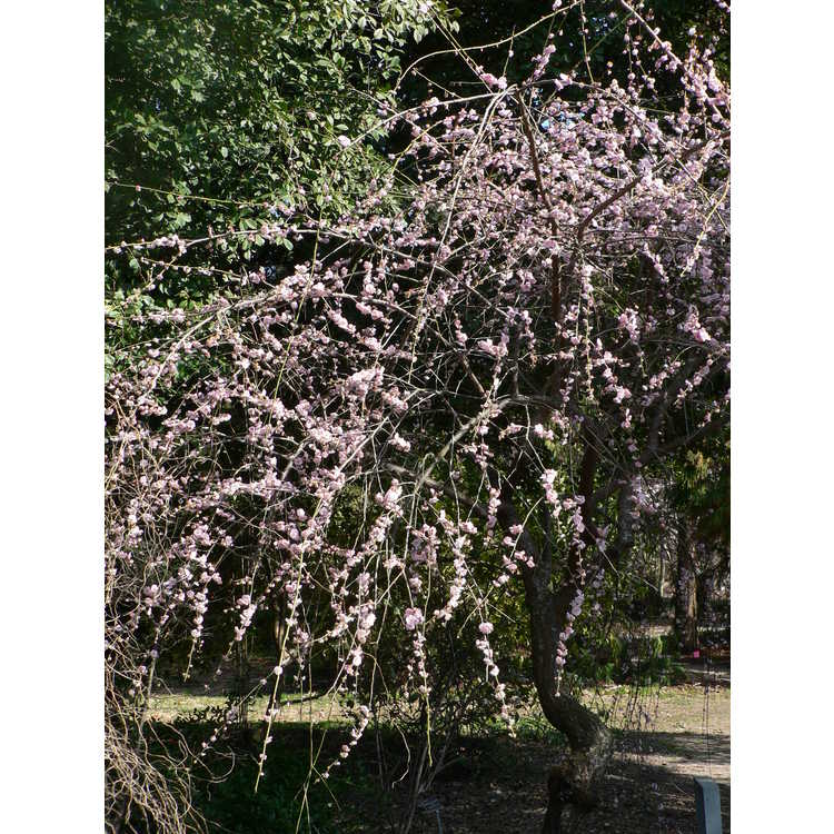 weeping Japanese flowering apricot