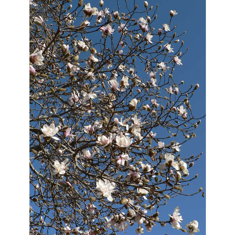 Magnolia ×loebneri 'Merrill' - Loebner magnolia