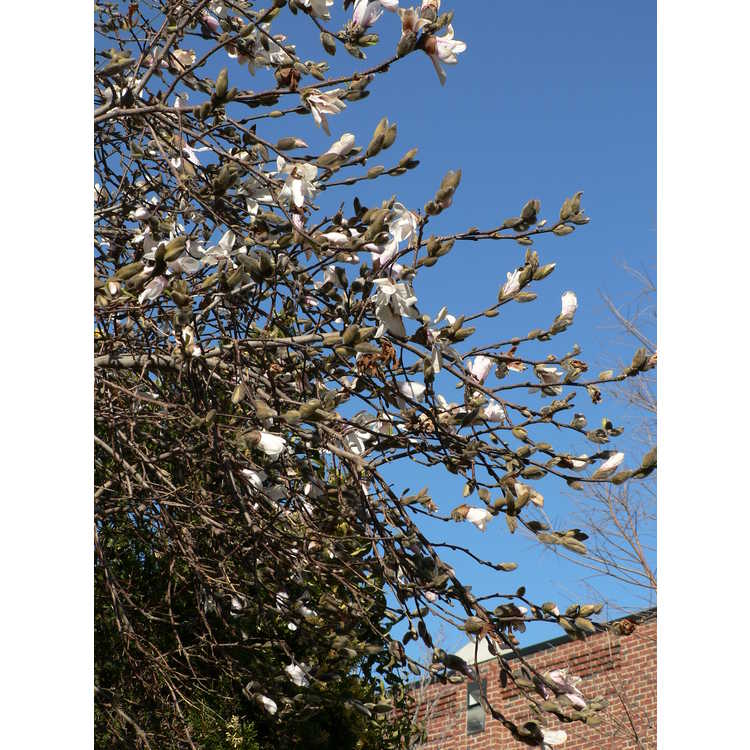 Magnolia ×loebneri 'Neil McEachern'
