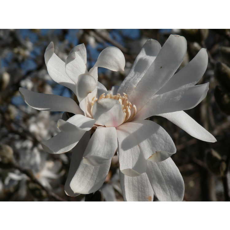 Magnolia ×loebneri 'Willowwood'