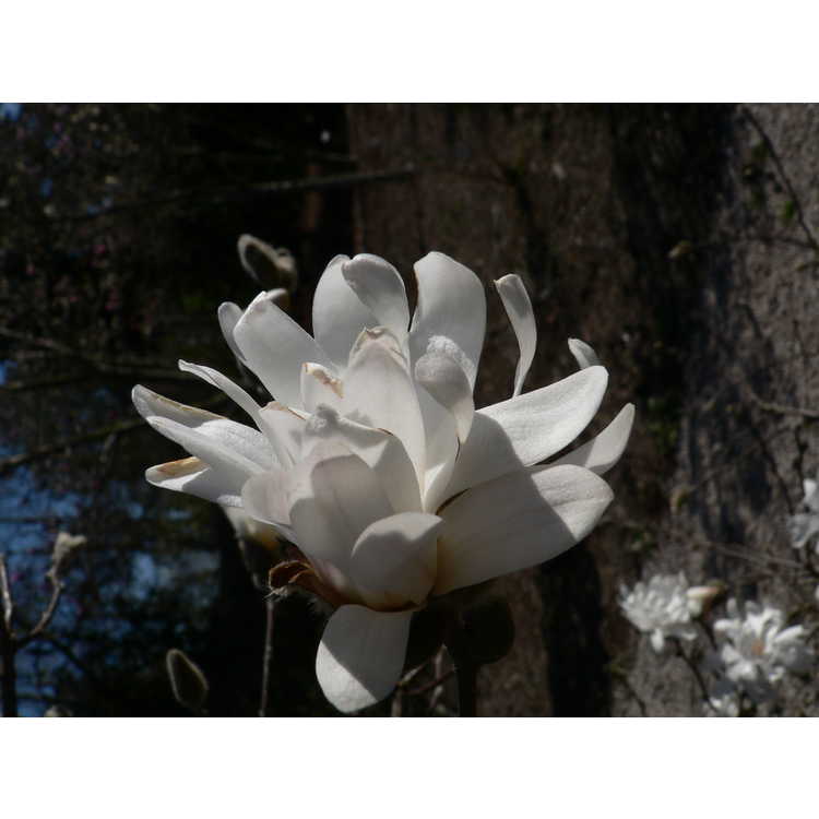 Magnolia ×loebneri 'Willowwood' - Loebner magnolia