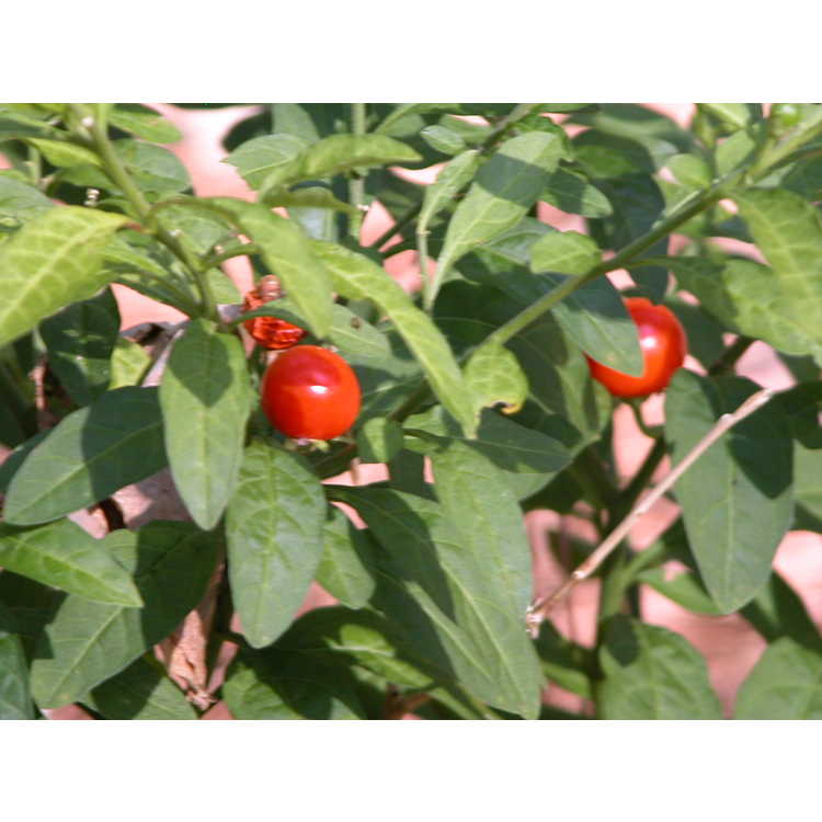 Solanum pseudocapsicumSolanum pseudocapsicum