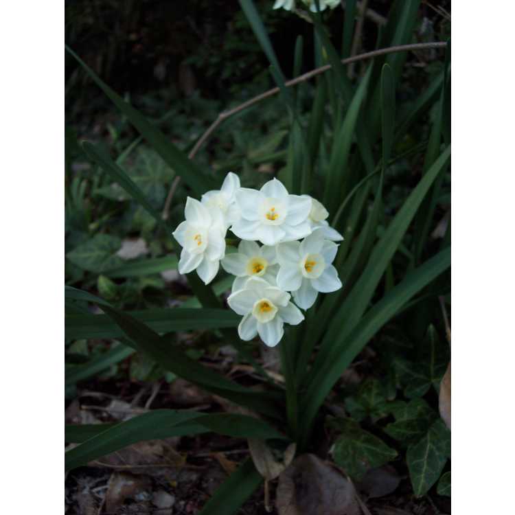 Narcissus 'Scilly White'